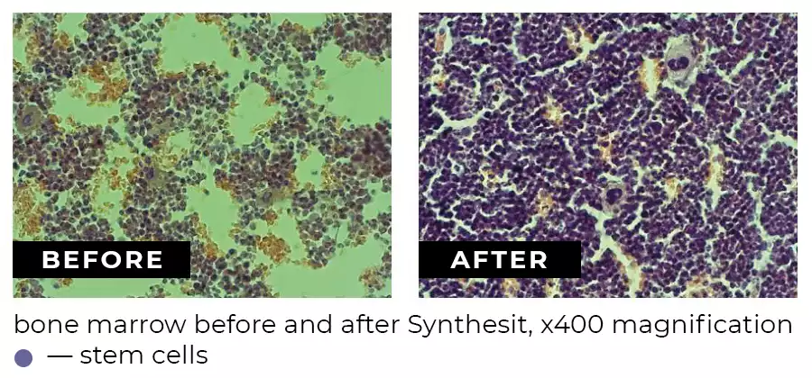 Número de células madre en la médula ósea antes y después de tomar Synthesit